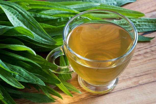 Plantain Tea With Fresh Ribwort Plantain Leaves In The Background