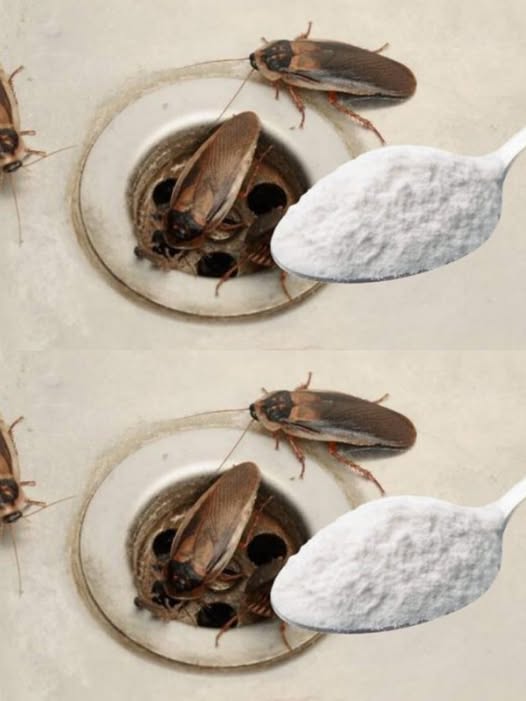 475523640 122173105160279931 1087236506259758504 N