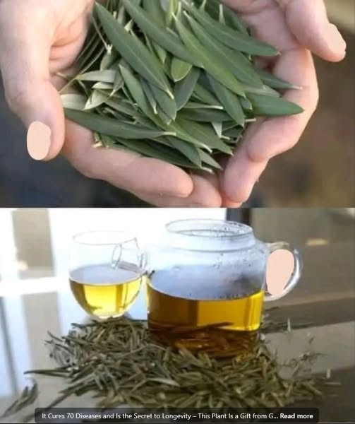 476104546 122118350810680858 2893007389793431368 N