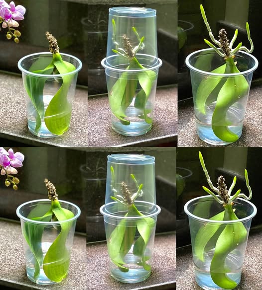 476905236 122173775144279931 3485111406820700318 N