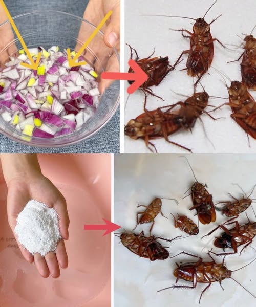 476932316 122174045150279931 2835291338905506831 N