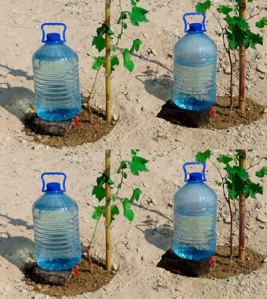 477163842 122174525642279931 4532333038961656186 N