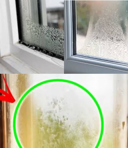 480008054 122175032228279931 1449980782461107804 N