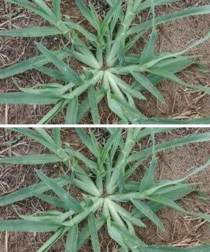 474070900 622708697381103 6362790698640888343 N