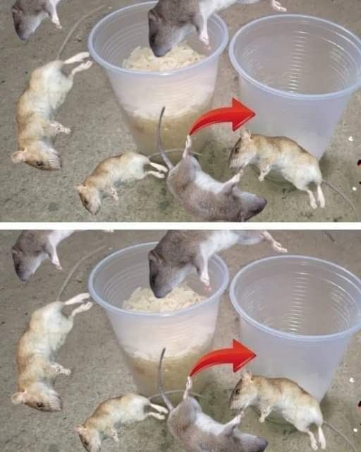 475861623 637729265879046 1246351184502974581 N