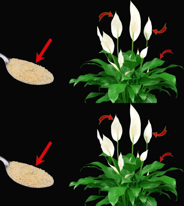 475984179 643875088597797 3351676928360662108 N