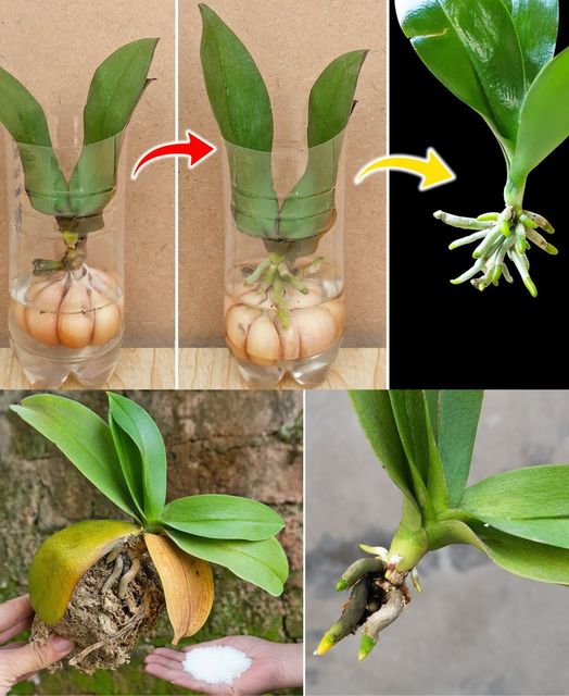 475996115 637596242559015 2108155473783539346 N