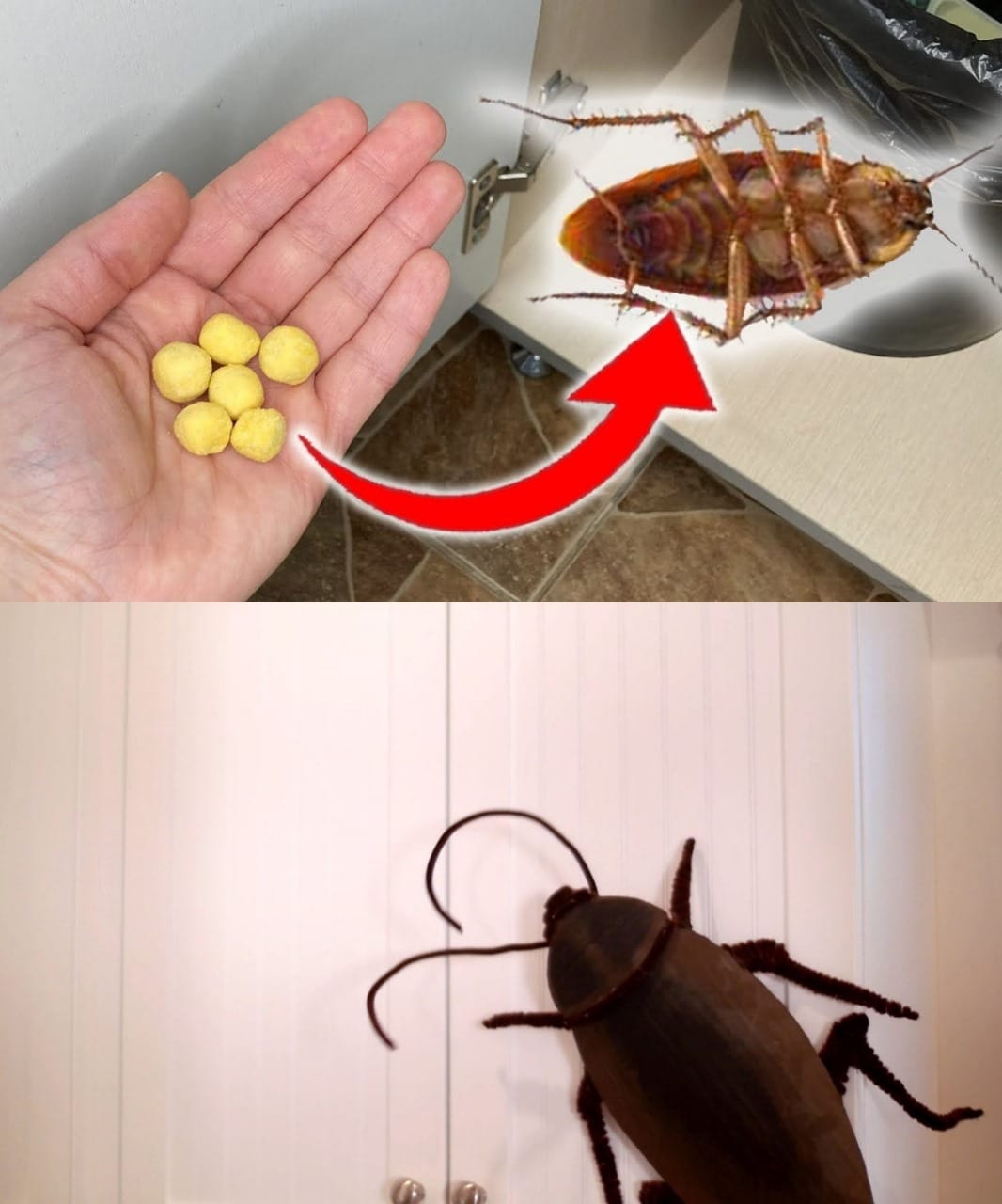 480191941 649755011343138 5548387875179180519 N