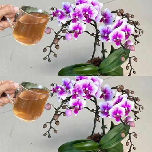 480438642 652101581108481 1172781315406788819 N