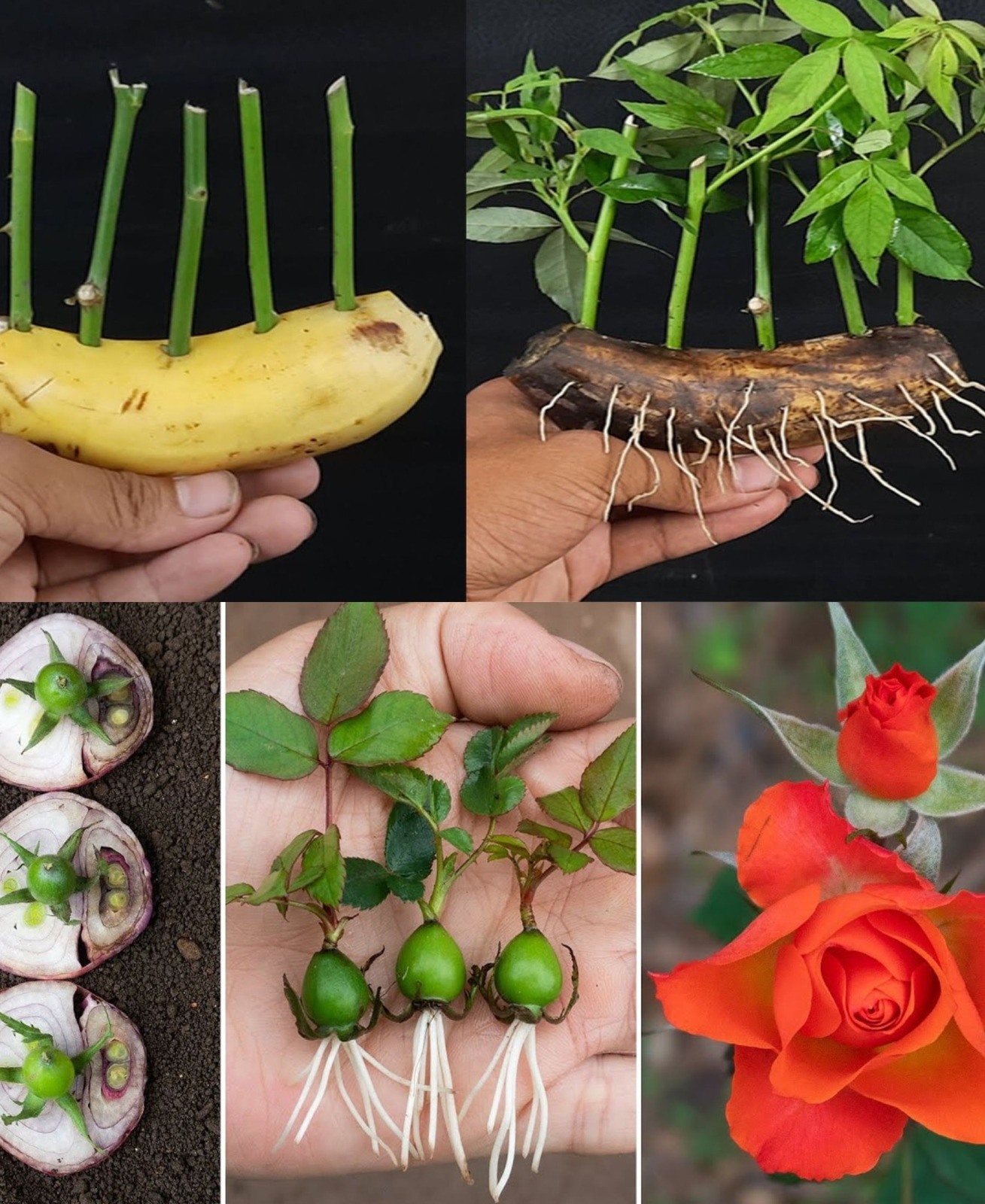 480947877 656838717301434 8131083666568057178 N