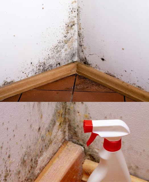 481247809 122180281466279931 3352815739955593063 N