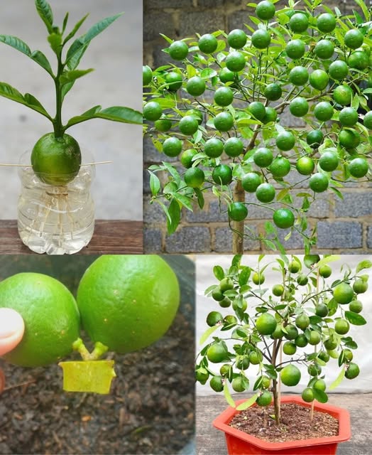 481300580 122180101028279931 8934369044868253351 N