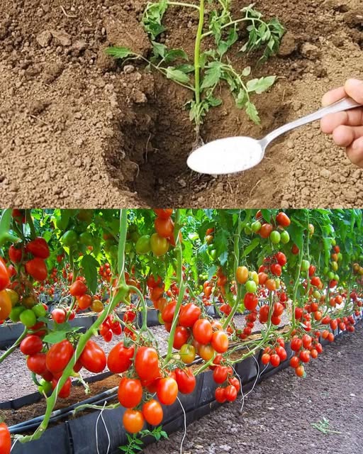 482090053 122179863440279931 4175057806527357680 N