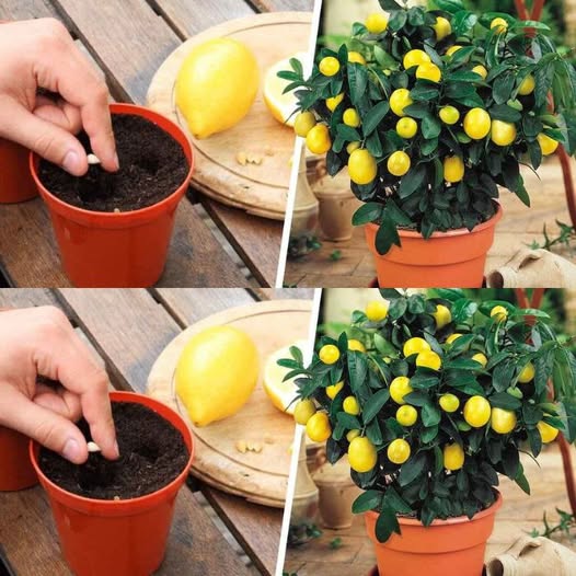 483893137 122180966060279931 3390273002477444266 N