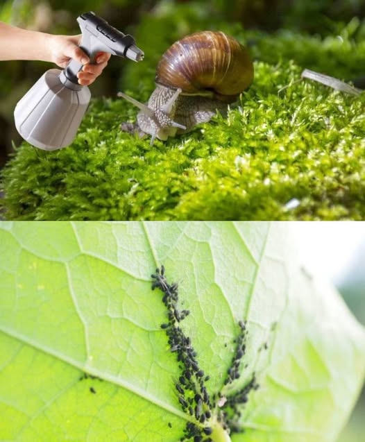 484175148 122181087524279931 4885349613666307963 N