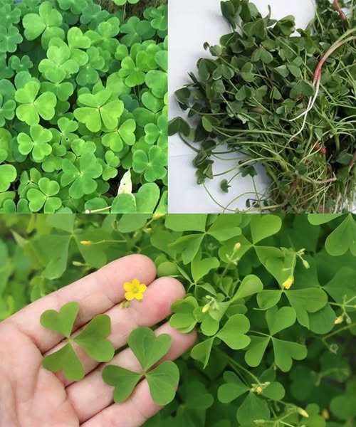 486712952 122184314606279931 4562414493569457577 N