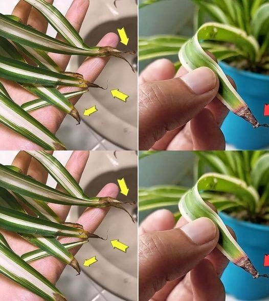 480563051 672091389109500 4491694491778533928 N