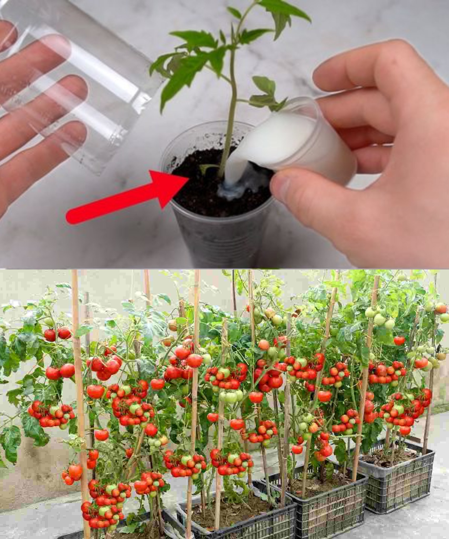 486325327 680695971582375 7596138679466567354 N