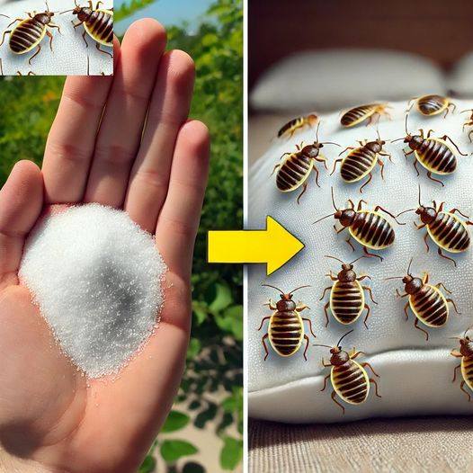 486765227 683188967999742 7739162061761425855 N