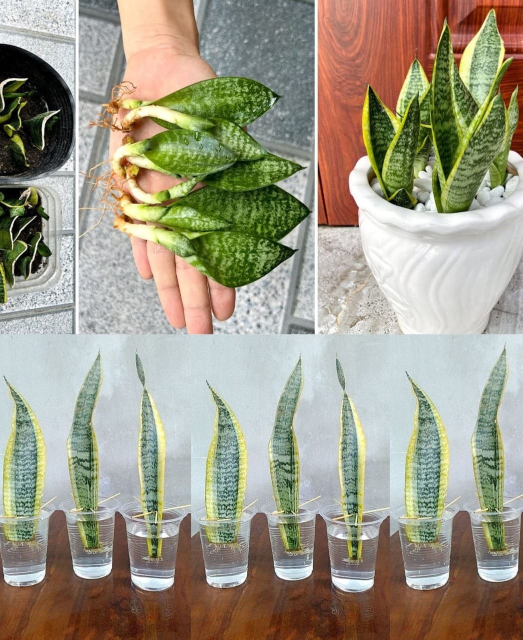 487217638 685520314433274 947711487642454668 N