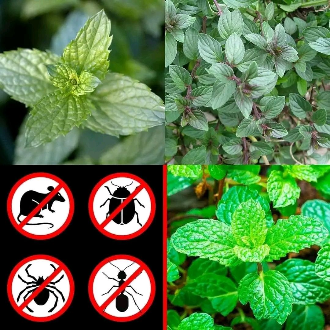 487306594 684858667832772 5063150565297547337 N