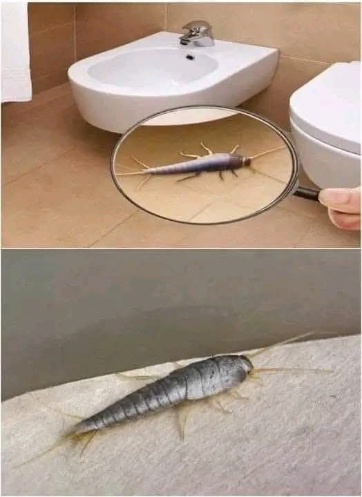 487404590 685520244433281 4505007500651485407 N