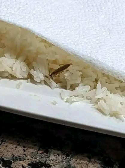 487546132 684858954499410 6037601517780175256 N