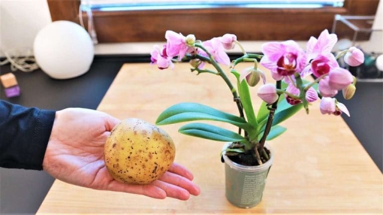 487738382 685520344433271 5620097544533446154 N