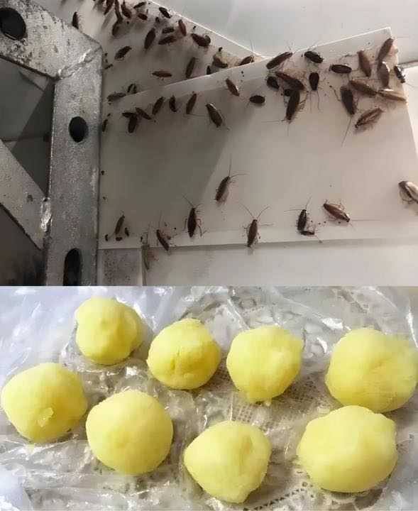 488047846 685555027763136 3208177927924258835 N