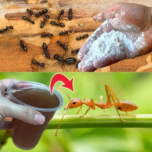 488219719 122186081576279931 8951825343553313806 N