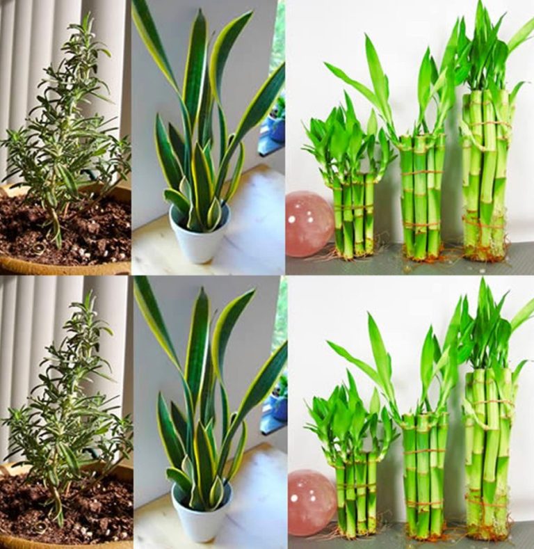 489525544 690936017225037 5586224715006075480 N