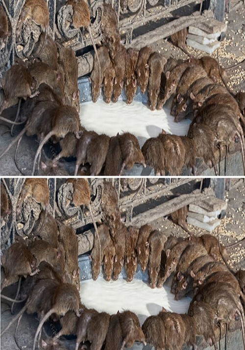 489608780 690777367240902 7069940284802155025 N