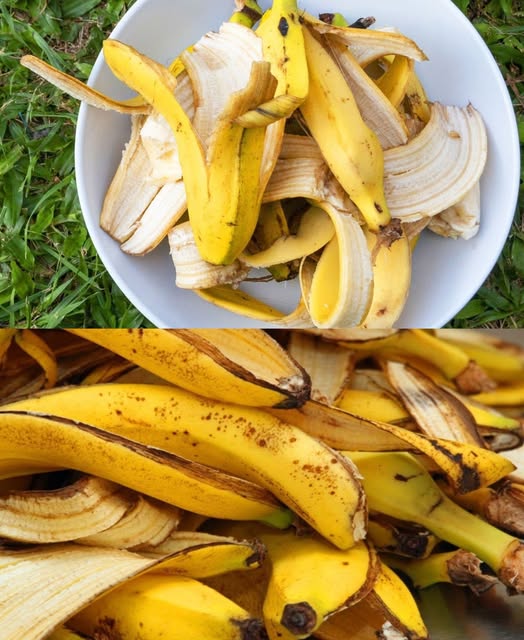 490032338 122187263984279931 3449227555437395299 N