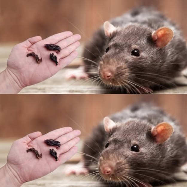 490700932 694261373559168 3239452607837402978 N