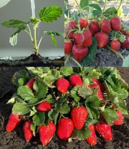 490703850 122187974888279931 8886502728774621288 N