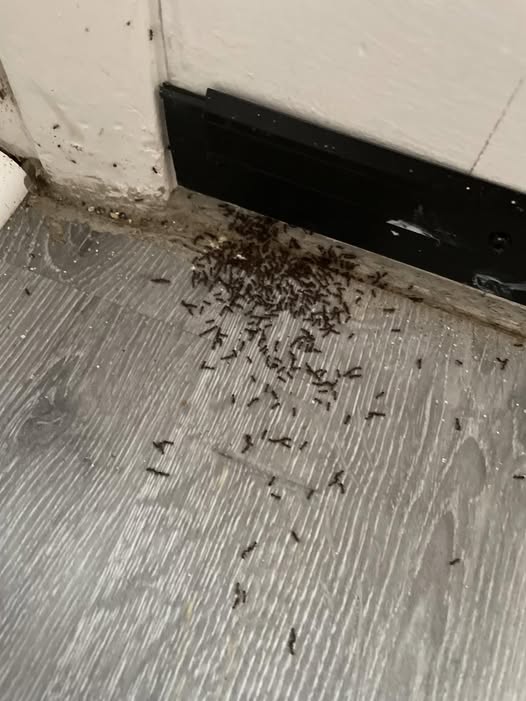 490914357 122188625690279931 8591603401742124242 N