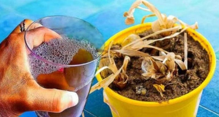 491262696 122188774508279931 3651118979712549037 N