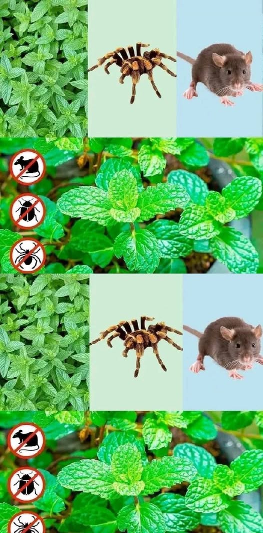 491464785 122189467916279931 2781878904133921509 N