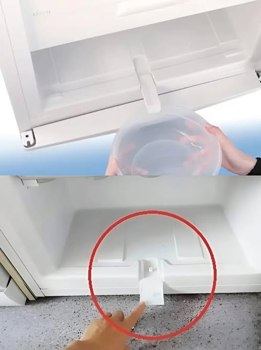 491816164 122189029046279931 5174010953035717220 N