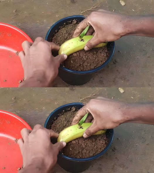 491997744 122190075596279931 1655940831062354450 N