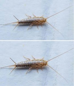 492222684 122189469824279931 334909914310200222 N