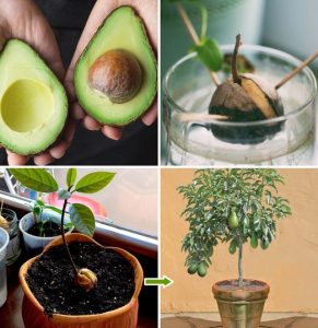 492238352 122190764876279931 5933499844757905341 N (1)