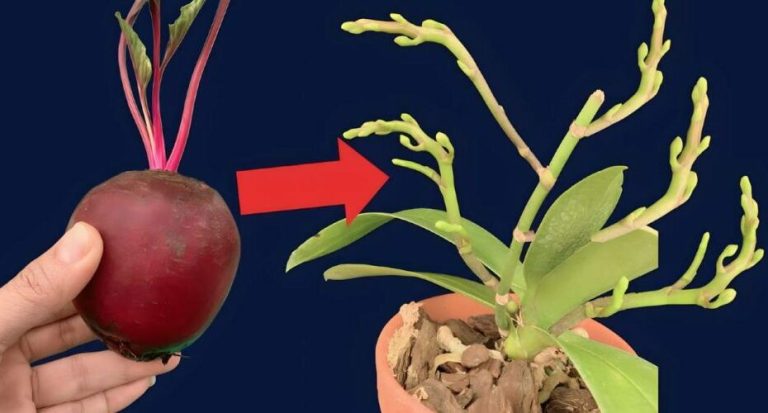 492477640 122189465390279931 5919625940306191056 N