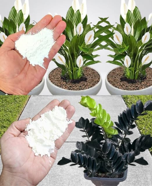 492945925 122190887432279931 1176014609392922902 N (1)