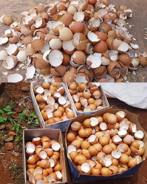 493723991 122190880040279931 5728945722197446795 N