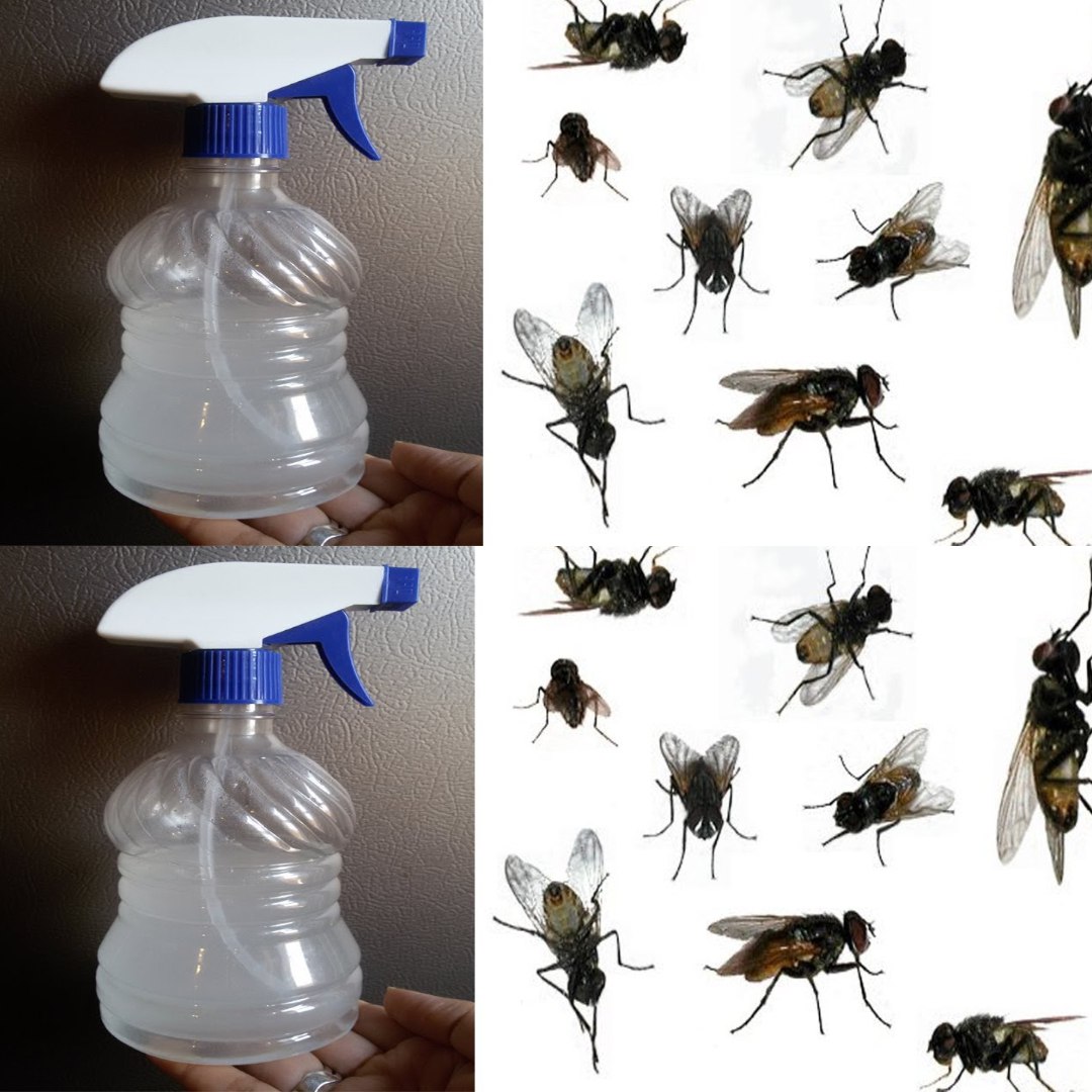 489567035 122201102894103848 3035720362197613530 N