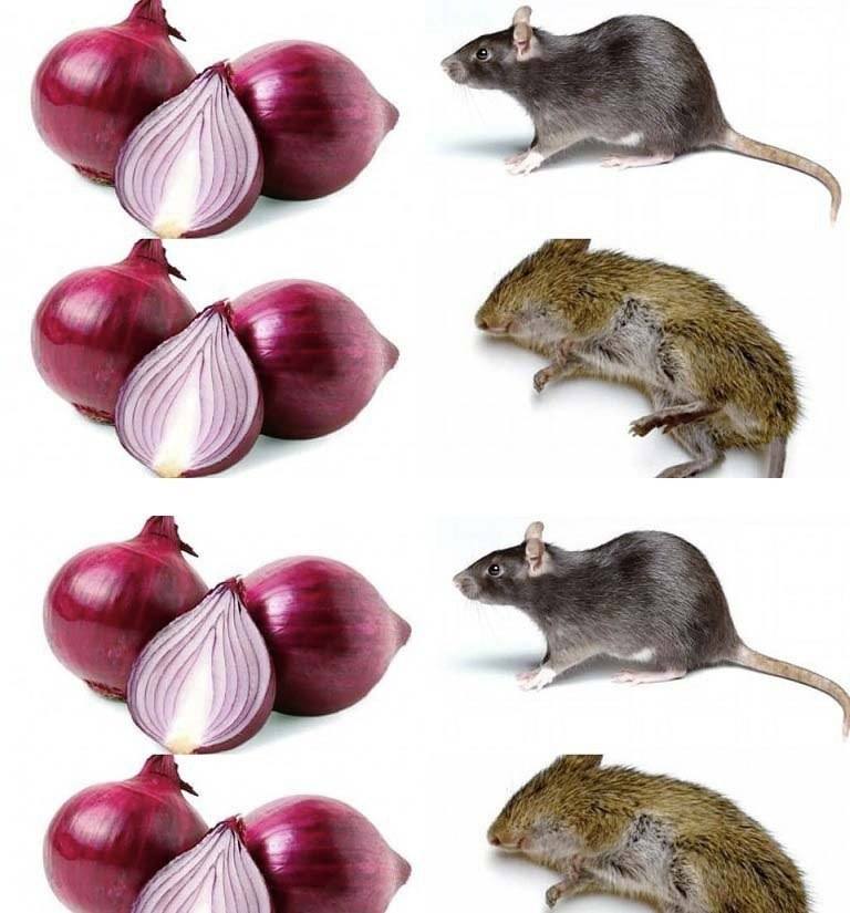 493916816 122204059370103848 2906677686037427571 N