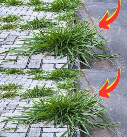 494238456 122194128206279931 5798287561805553896 N