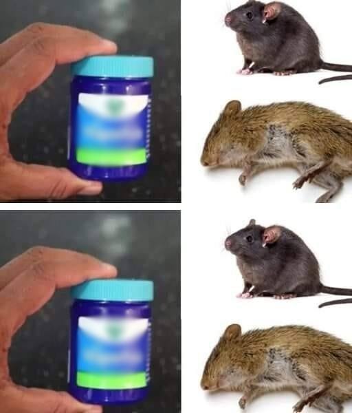 494352529 122204479088103848 872545174240431605 N