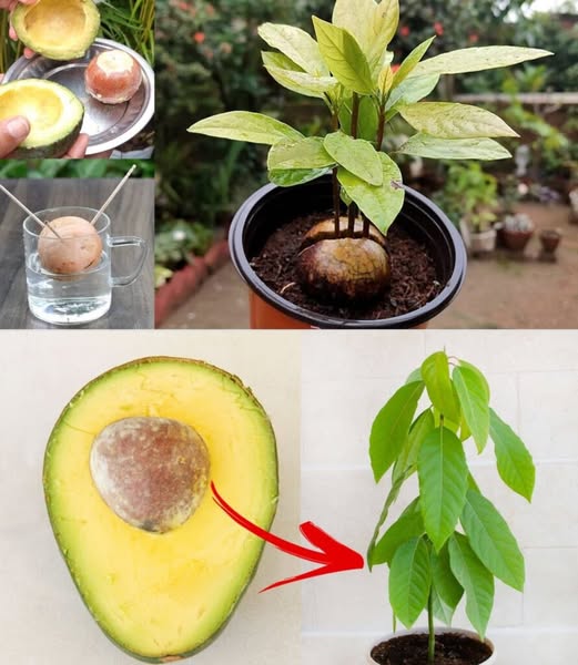 494968438 122192764934279931 1976956109549719773 N